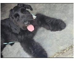 5 Giant Schnauzer puppies looking for homes - 10