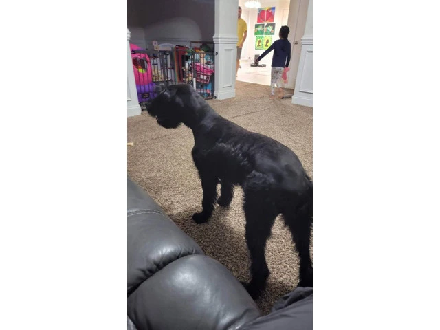 5 Giant Schnauzer puppies looking for homes - 11/13
