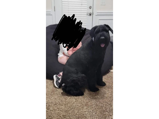 5 Giant Schnauzer puppies looking for homes - 12/13