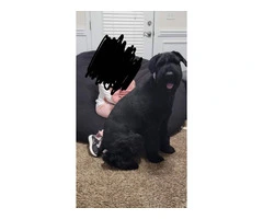 5 Giant Schnauzer puppies looking for homes - 12