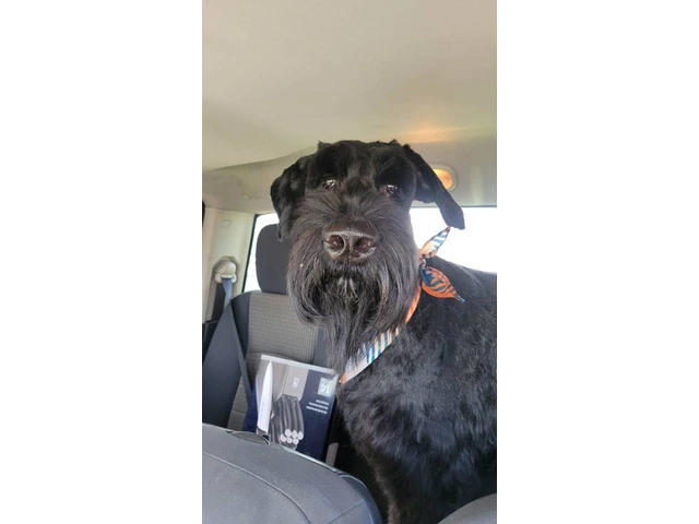 5 Giant Schnauzer puppies looking for homes - 13/13