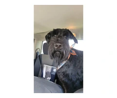 5 Giant Schnauzer puppies looking for homes - 13
