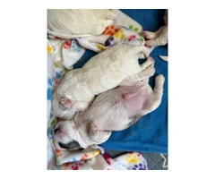 Hypoallergenic white bichon shihtzu mix puppies - 9