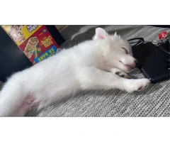 Sweet American Eskimo Puppy Needs Home - 3