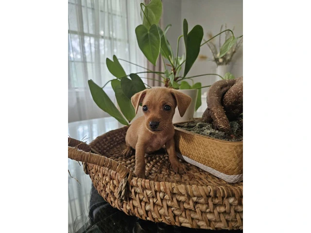 Teacup puppy for sell - 2/6