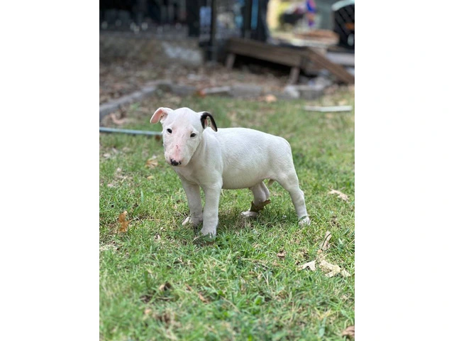 Male Bull terrier puppy for sale - 1/4