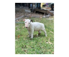 Male Bull terrier puppy for sale