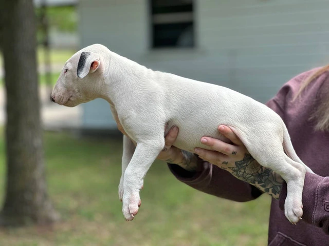 Male Bull terrier puppy for sale - 2/4