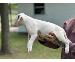 Male Bull terrier puppy for sale - 2