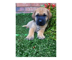 8 Mastador puppies for sale - 5