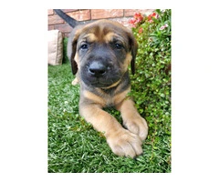 8 Mastador puppies for sale - 7