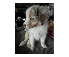 Mini Australian Shepherd puppy for sale - 3