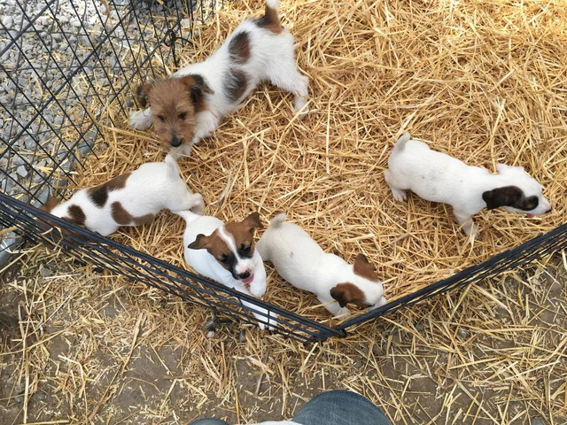 4 female JRT puppies for sale - 1/6