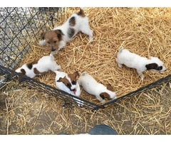 4 female JRT puppies for sale