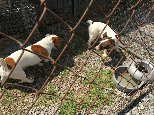 4 female JRT puppies for sale - 2/6