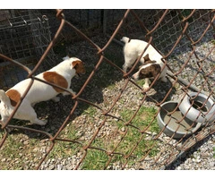 4 female JRT puppies for sale - 2