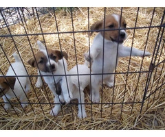 4 female JRT puppies for sale - 3