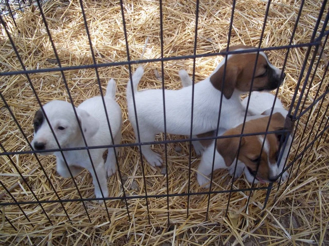 4 female JRT puppies for sale - 4/6