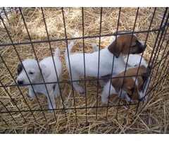 4 female JRT puppies for sale - 4