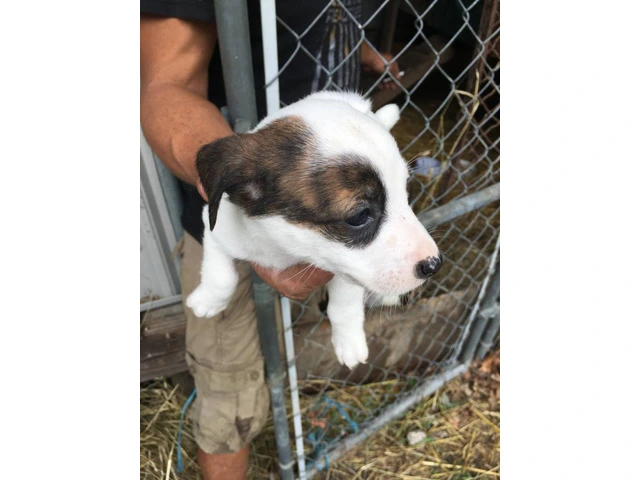 4 female JRT puppies for sale - 5/6