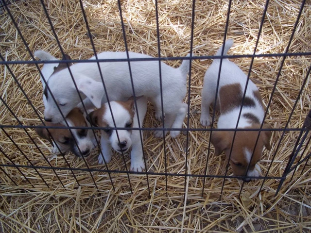 4 female JRT puppies for sale - 6/6