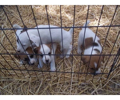 4 female JRT puppies for sale - 6