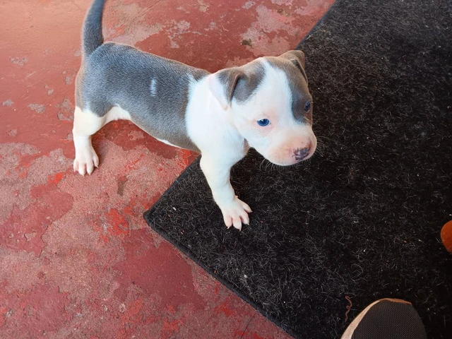 3 Pit Bull Puppies for Adoption - 1/10