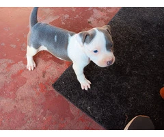 3 Pit Bull Puppies for Adoption