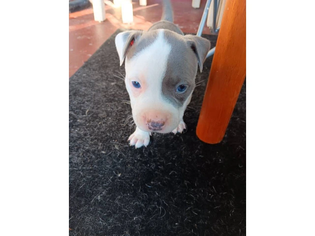 3 Pit Bull Puppies for Adoption - 2/10