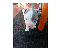 3 Pit Bull Puppies for Adoption - 2