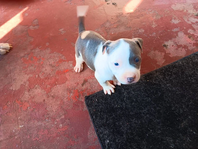 3 Pit Bull Puppies for Adoption - 3/10