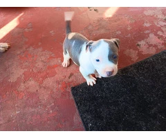 3 Pit Bull Puppies for Adoption - 3