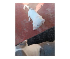 3 Pit Bull Puppies for Adoption - 4