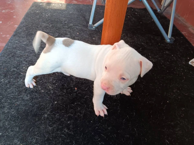 3 Pit Bull Puppies for Adoption - 5/10