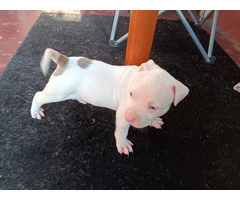 3 Pit Bull Puppies for Adoption - 5