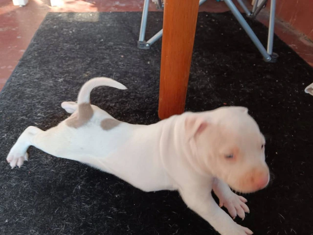 3 Pit Bull Puppies for Adoption - 6/10