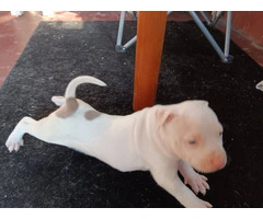 3 Pit Bull Puppies for Adoption - 6
