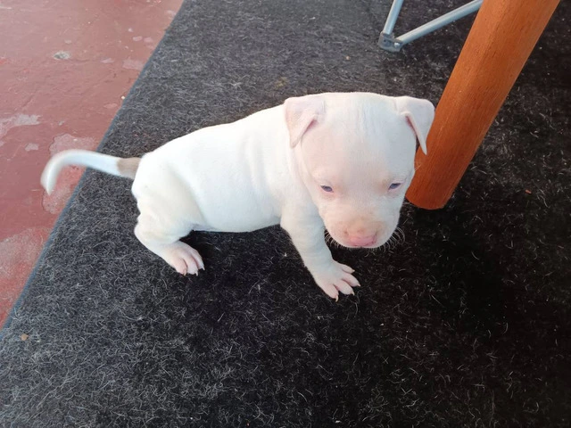3 Pit Bull Puppies for Adoption - 7/10