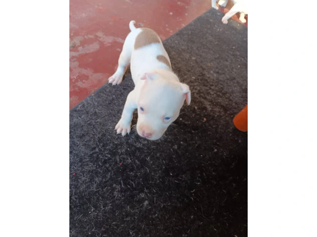 3 Pit Bull Puppies for Adoption - 8/10