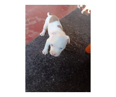 3 Pit Bull Puppies for Adoption - 8