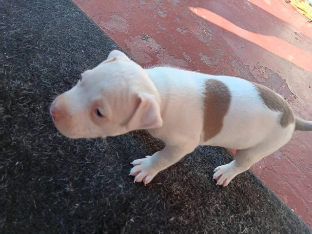 3 Pit Bull Puppies for Adoption - 9/10