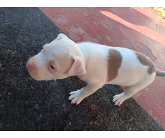 3 Pit Bull Puppies for Adoption - 9