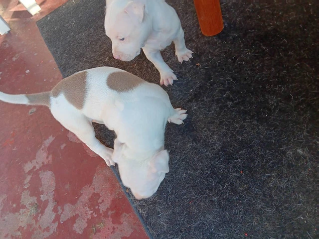 3 Pit Bull Puppies for Adoption - 10/10