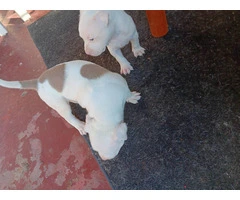 3 Pit Bull Puppies for Adoption - 10