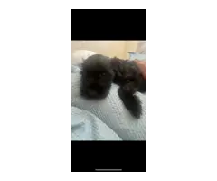 3 puppies available for sale
