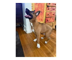 Meet Scooby: Playful Shepsky puppy in Need of a Loving Home - 2