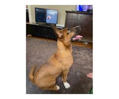 Meet Scooby: Playful Shepsky puppy in Need of a Loving Home - 3
