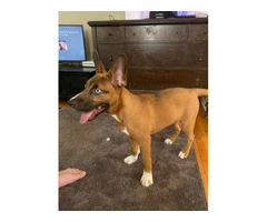 Meet Scooby: Playful Shepsky puppy in Need of a Loving Home - 4