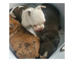 Litter of 6 French Bulldog and Boston Terrier Mix for Sale - 2