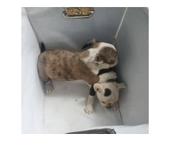 Litter of 6 French Bulldog and Boston Terrier Mix for Sale - 4
